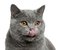 Котки