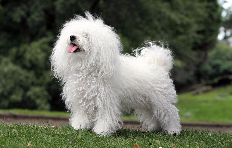 Бяло куче болонка 