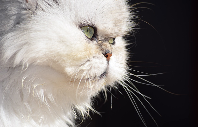 Бяла Персийска Котка
