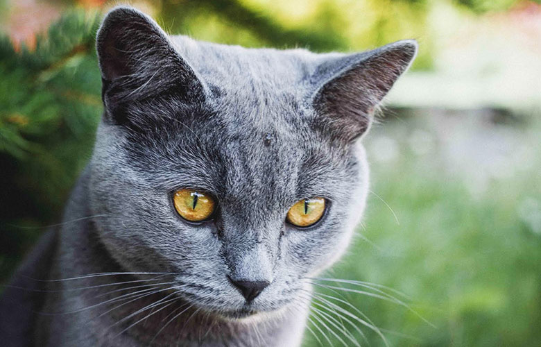 Руска Синя Котка С Жълти Очи 