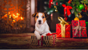 А вашето куче, какво мисли за Коледа?