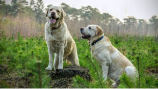 Разгонване при кучетата — какво трябва да знаем?