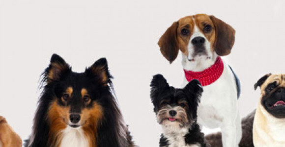 Кои са най-предпочитаните породи  кучета за 2016 година?