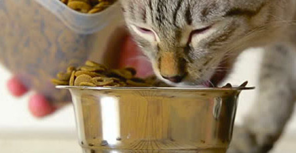 На какво да обърнем внимание при храненето на котките?