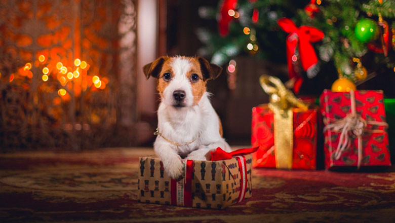 А вашето куче, какво мисли за Коледа?