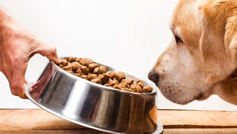 Коя е най-подходящата кучешка храна в Premium сегмента?