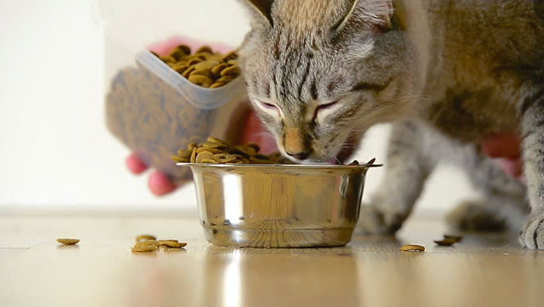 На какво да обърнем внимание при храненето на котките?
