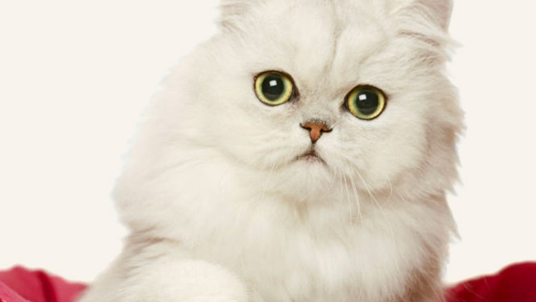 Персийската котка и нейните особености. Какво трябва да вземем предвид при нейното хранене?