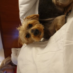 Toby