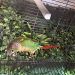 Коко