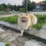 Роки