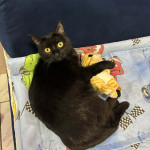 Bella