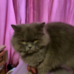 Том