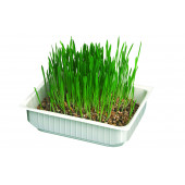 Котешка трева Camon с ечемичени семена, подпомага изхвърлянето на космени топки