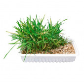 Trxie Cat Grass - Трева за котки в кутия 100 гр