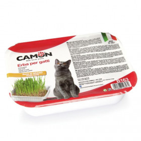 Котешка трева Camon Cat grass със семена от пшеница