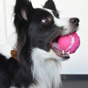 Забавна тенис топка Flamingo Tennis ball за куче