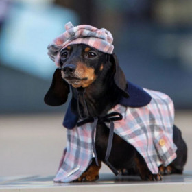 Стилна шапка за кучета и котки Croci Parisian animal hat в розов цвят 11см.